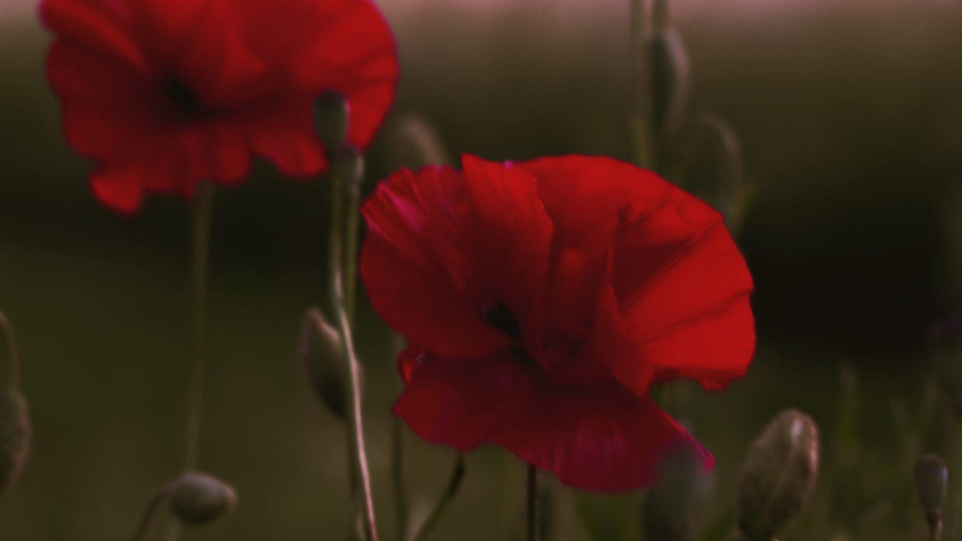 Vallmo i svensk solnedgång